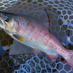 フライメインでルアーを少し ～岡崎トラウトポンド～